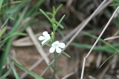 Striga densiflora